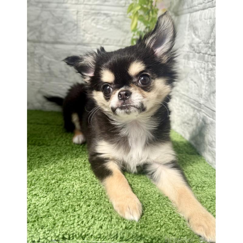 販売中の埼玉県のチワワ(ロングコート)-442731の3枚目