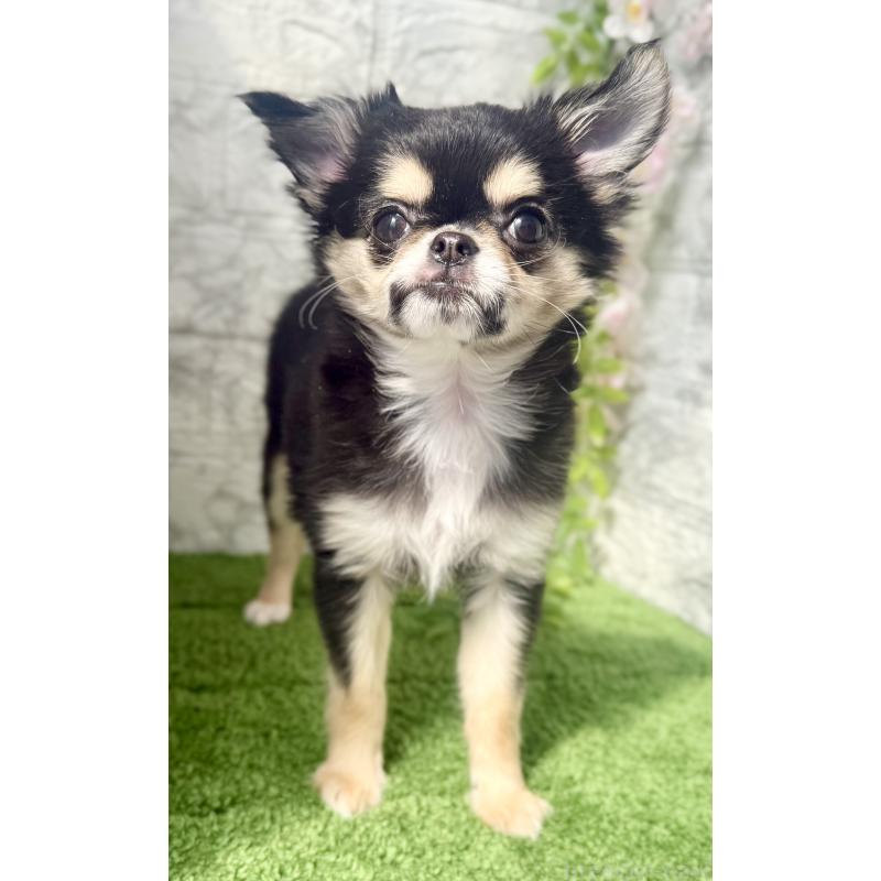 販売中の埼玉県のチワワ(ロングコート)-442731の2枚目