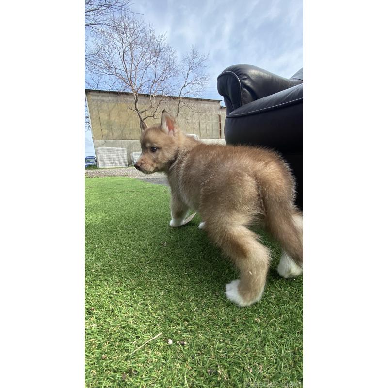 販売中の静岡県のシベリアンハスキー-446003の6枚目