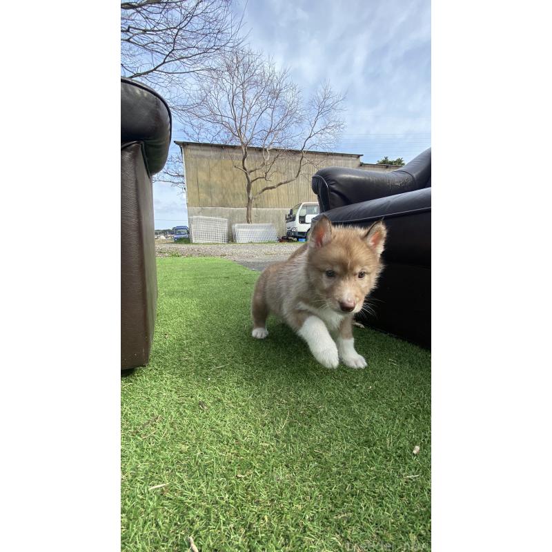 販売中の静岡県のシベリアンハスキー-446003の5枚目