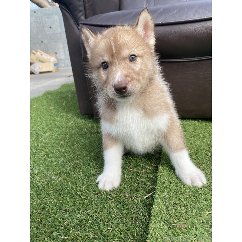 販売中の静岡県のシベリアンハスキー-446003の4枚目