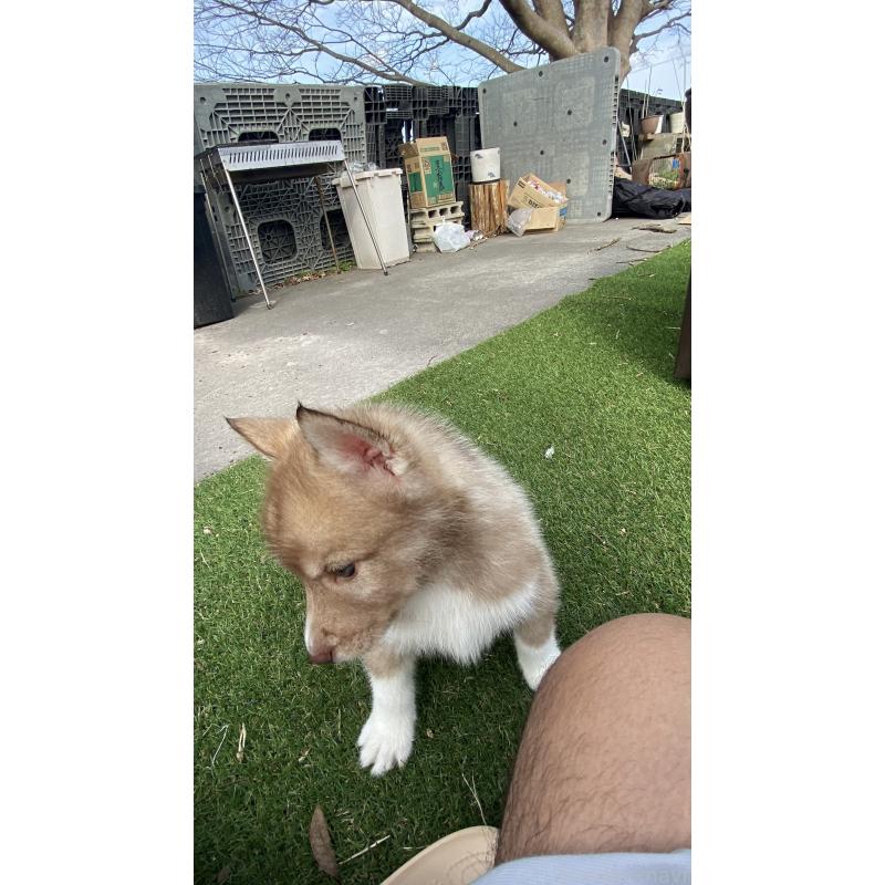 販売中の静岡県のシベリアンハスキー-446003の3枚目