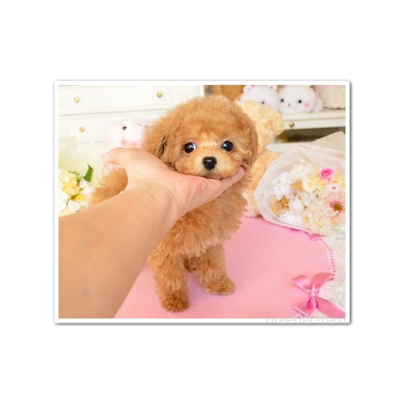 成約済の岩手県のティーカッププードル-443590の2枚目