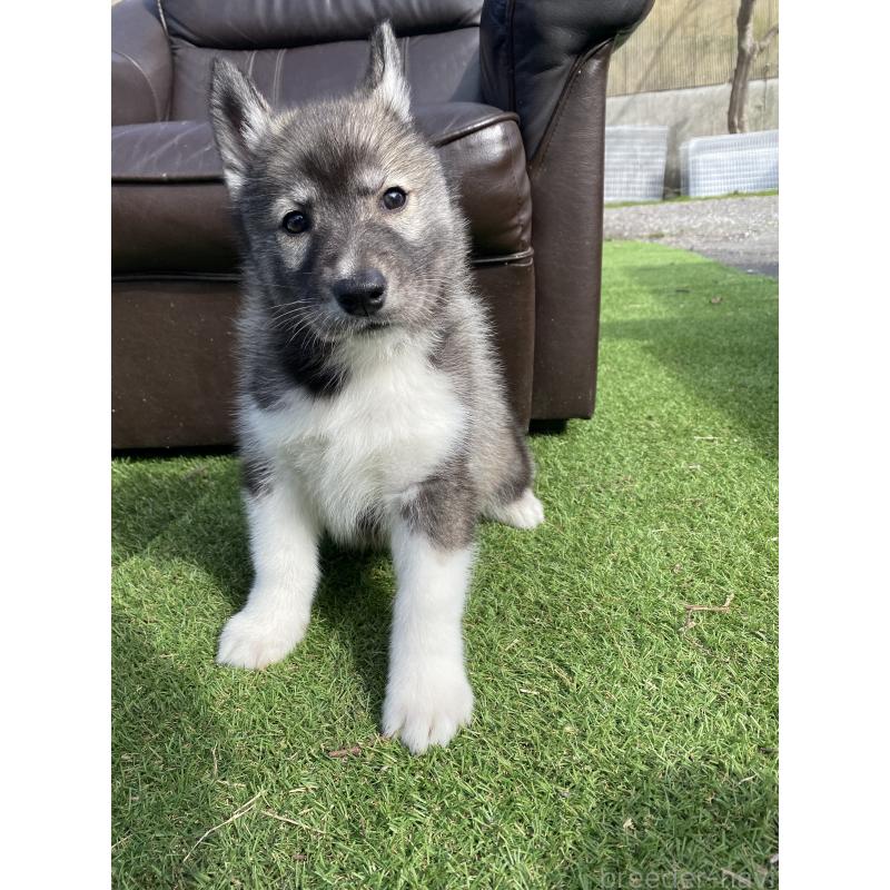 販売中の静岡県のシベリアンハスキー-446007の6枚目