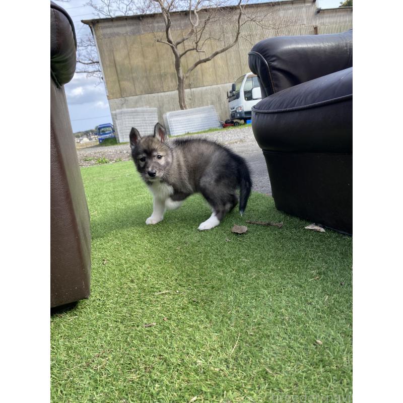 販売中の静岡県のシベリアンハスキー-446007の5枚目