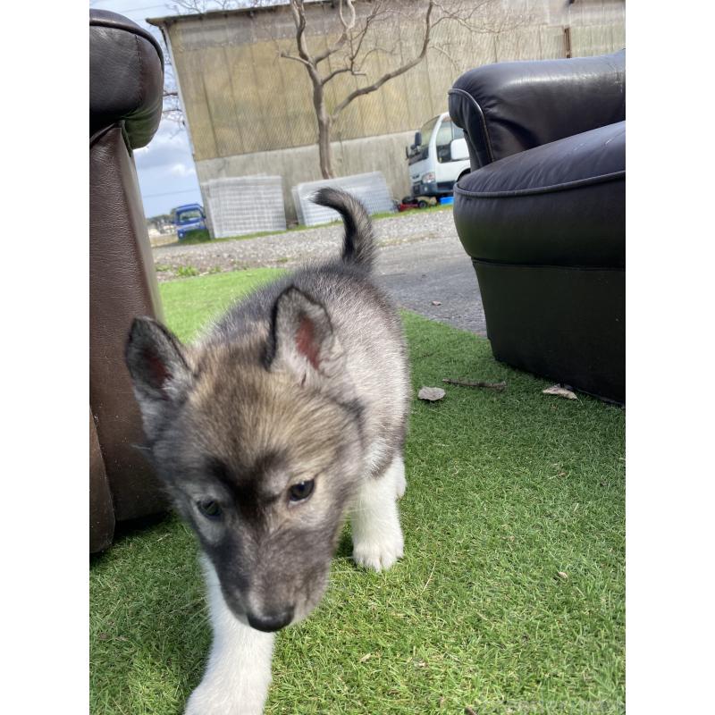 販売中の静岡県のシベリアンハスキー-446007の4枚目