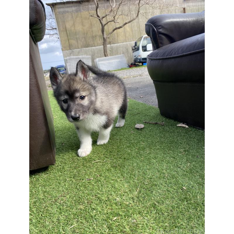 販売中の静岡県のシベリアンハスキー-446007の3枚目