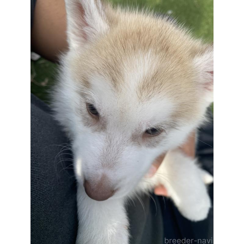 販売中の静岡県のシベリアンハスキー-446010の7枚目