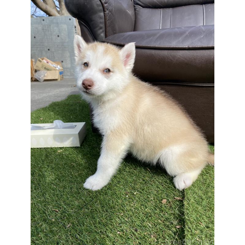 販売中の静岡県のシベリアンハスキー-446010の6枚目