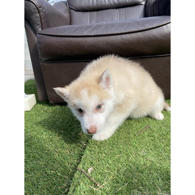 販売中の静岡県のシベリアンハスキー-446010の5枚目