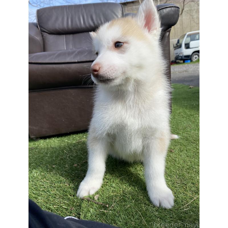 販売中の静岡県のシベリアンハスキー-446010の4枚目