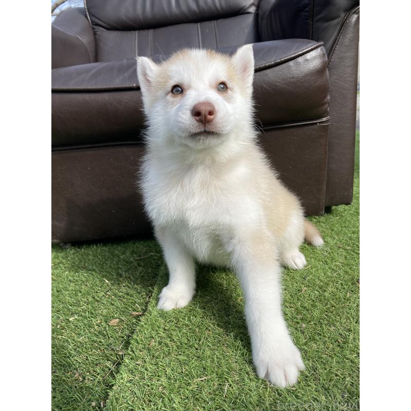 販売中の静岡県のシベリアンハスキー-446010の3枚目