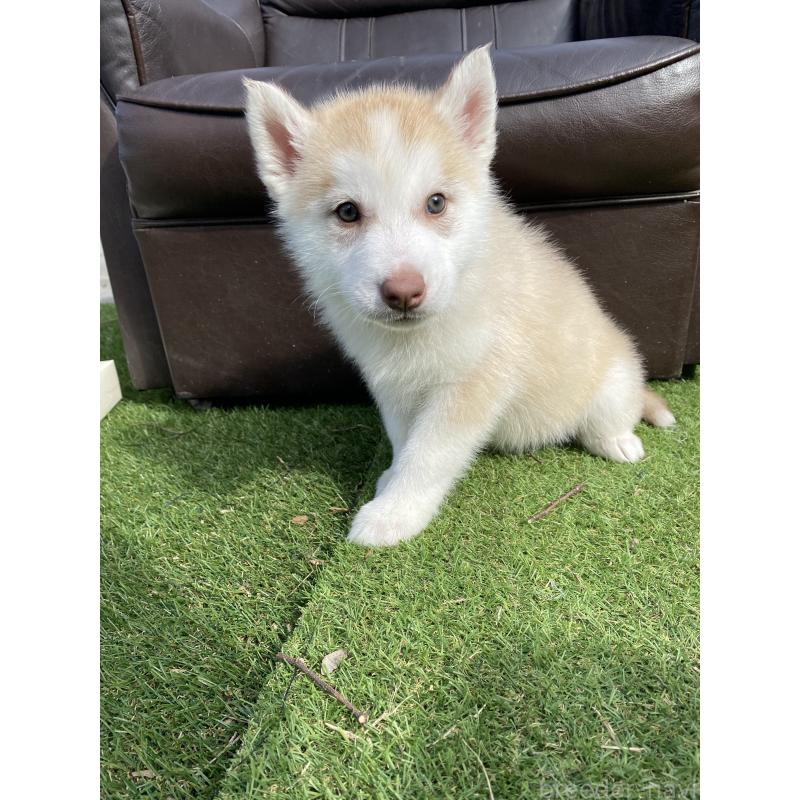 販売中の静岡県のシベリアンハスキー-446010の2枚目