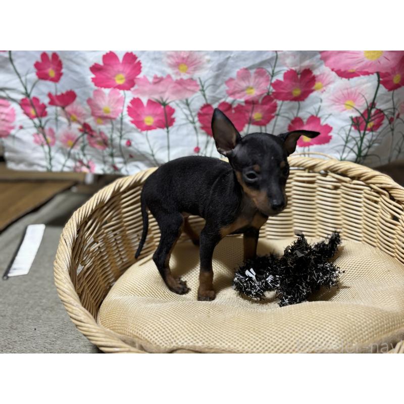 成約済の千葉県のトイマンチェスターテリア-443348の2枚目