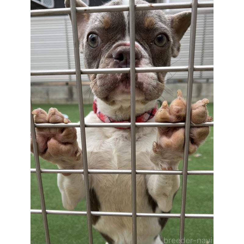 犬舎紹介の熊本県の犬舎紹介-2663の4枚目