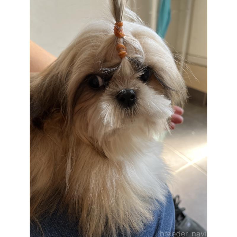 犬舎紹介の熊本県の犬舎紹介-2663の5枚目