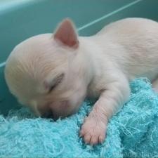 ♀︎チワワ(ロングコート)