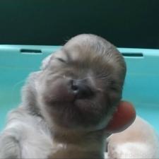 ♀︎チワワ(ロングコート)