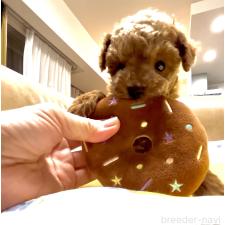 ♀︎タイニープードル