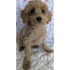 ♀︎マルプー:マルチーズ×トイプードル