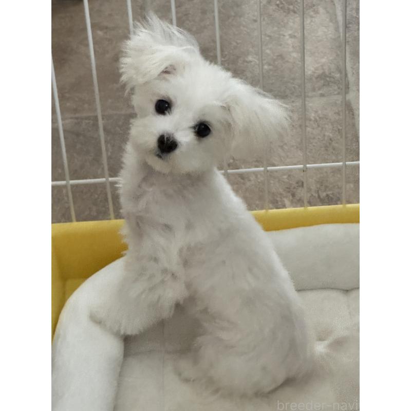 販売中の埼玉県のマルチーズ-427172の2枚目