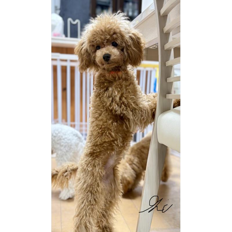 販売中の神奈川県のトイプードル-441692の2枚目