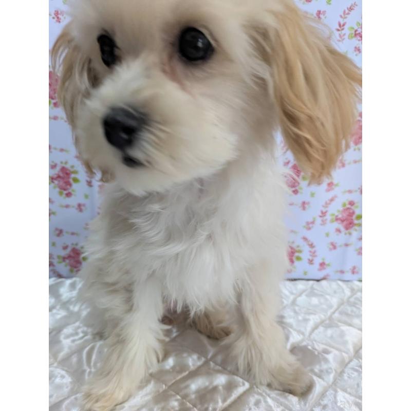 販売中の埼玉県のマルプー:マルチーズ×トイプードル-423399の9枚目