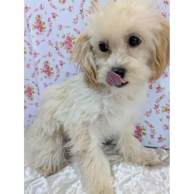 販売中の埼玉県のマルプー:マルチーズ×トイプードル-423399の8枚目