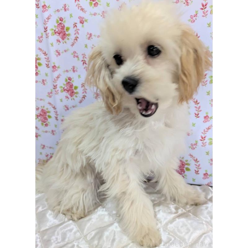 販売中の埼玉県のマルプー:マルチーズ×トイプードル-423399の7枚目