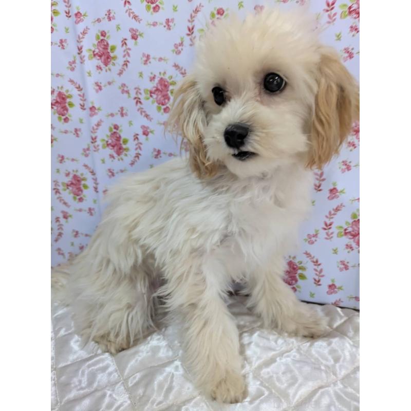 販売中の埼玉県のマルプー:マルチーズ×トイプードル-423399の6枚目