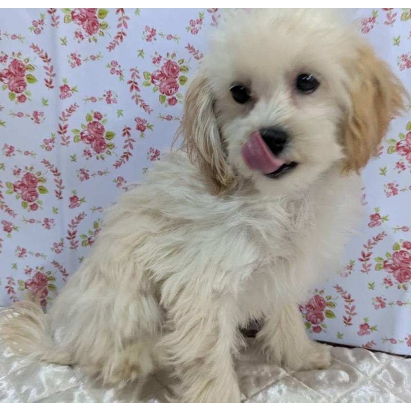 販売中の埼玉県のマルプー:マルチーズ×トイプードル-423399の5枚目