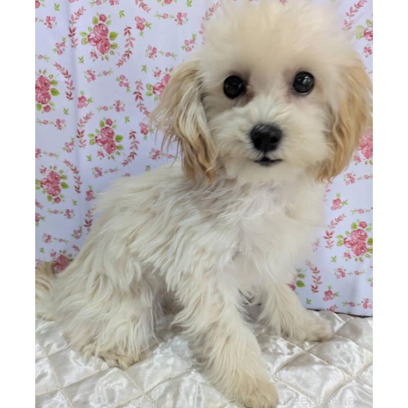 販売中の埼玉県のマルプー:マルチーズ×トイプードル-423399の4枚目