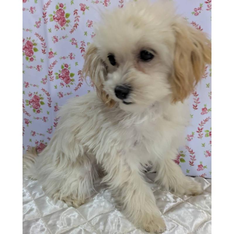 販売中の埼玉県のマルプー:マルチーズ×トイプードル-423399の3枚目