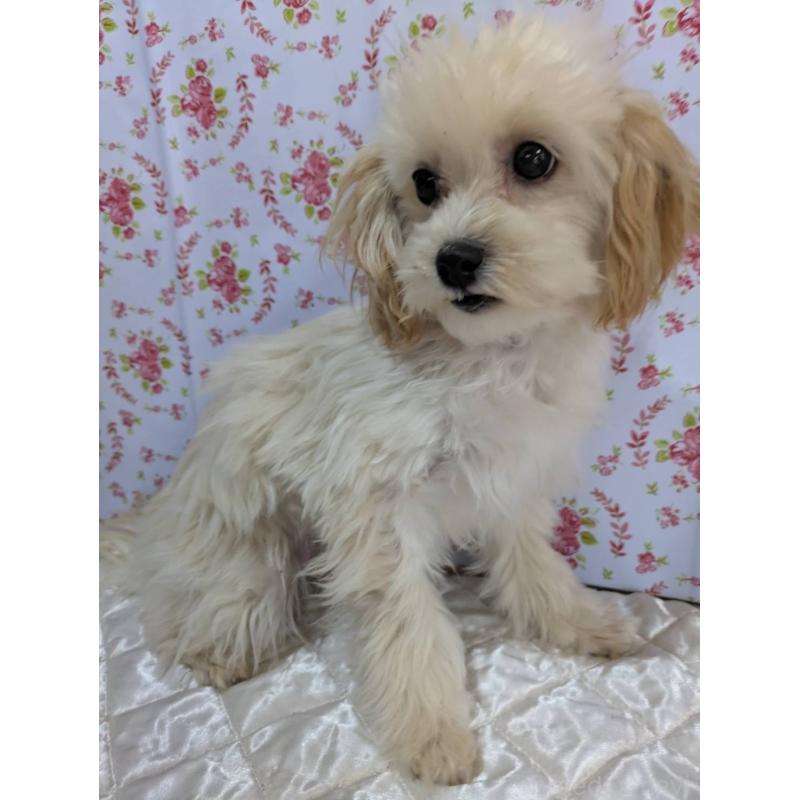 販売中の埼玉県のマルプー:マルチーズ×トイプードル-423399の2枚目