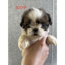 ♀︎シーズー