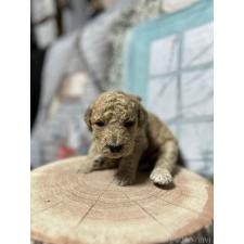 ♀︎ラブラドゥードル:ラブラドールレトリーバー×プードル