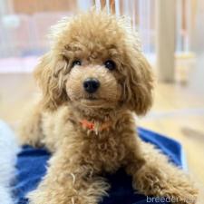 ♀︎トイプードル