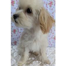 オンライン見学