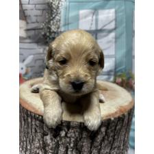 ♀︎ラブラドゥードル:ラブラドールレトリーバー×プードル