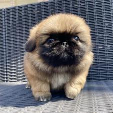 ♀︎ペキニーズ