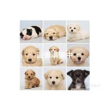 チワプー:チワワ×トイプードルの子犬