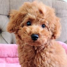 ♀︎タイニープードル