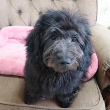 ♀︎ダップー:ミニチュアダックスフンド×トイプードル