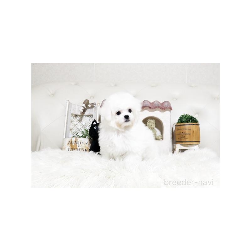 販売中の佐賀県のミックス犬-443518の5枚目