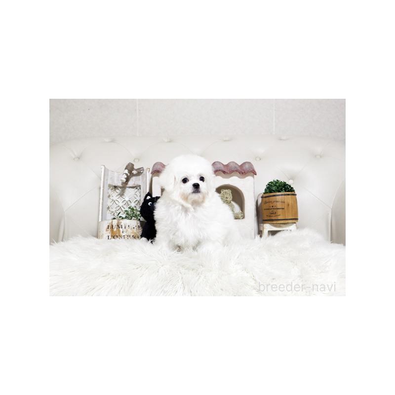 販売中の佐賀県のミックス犬-443518の3枚目