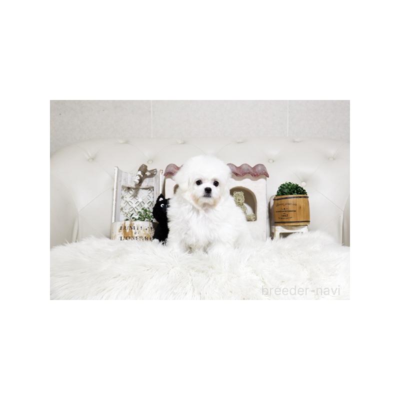 販売中の佐賀県のミックス犬-443518の2枚目