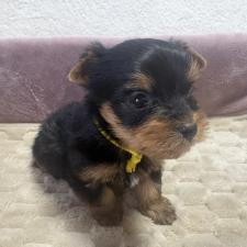 ♀︎ヨークシャーテリア