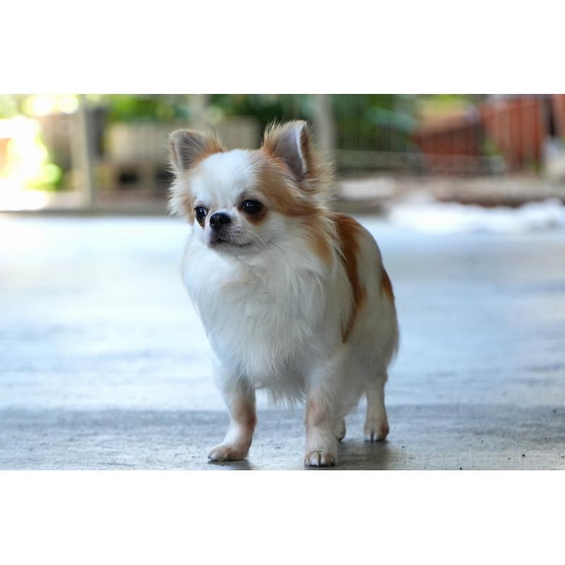 犬舎紹介の兵庫県の犬舎紹介-3957の3枚目