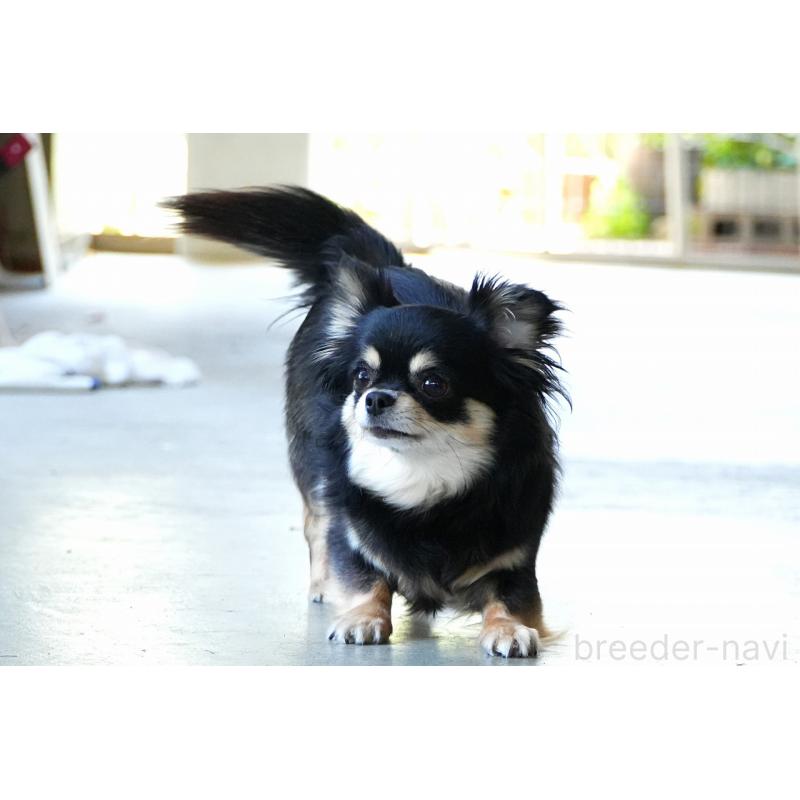 犬舎紹介の兵庫県の犬舎紹介-3957の4枚目