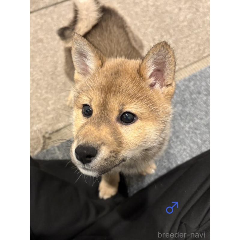 成約済の愛知県の柴犬-436030の3枚目